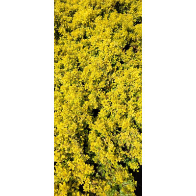 Berberys Thunberga żółta miniatura 2L