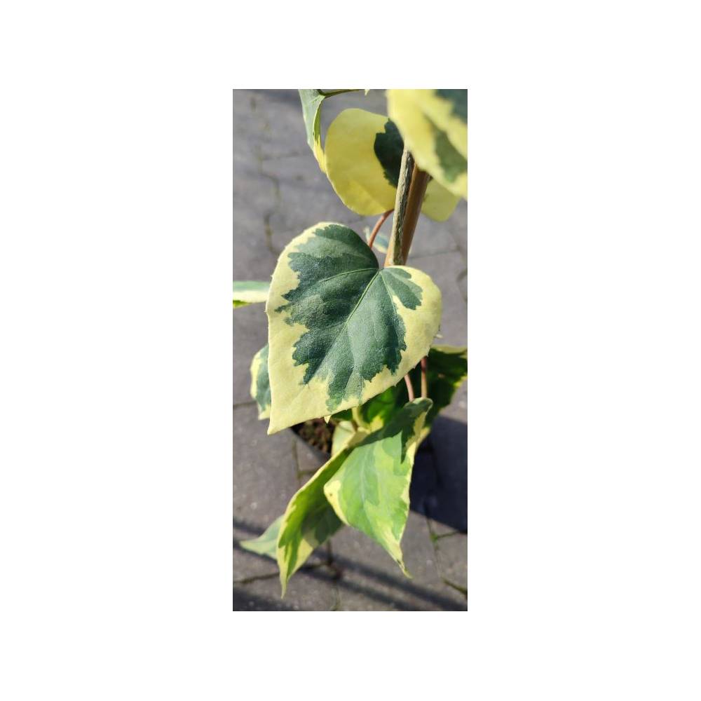 Bluszcz kolchidzki 'Dentata Variegata' liść