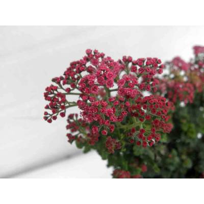 Tawuła japońska "Bullata" kwiaty
