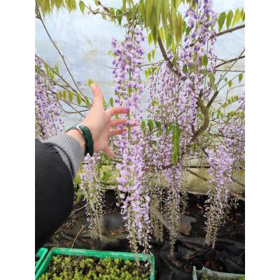 Wisteria Glicynia kwiecista "Macrobotrys" kwiat ponad 60 cm