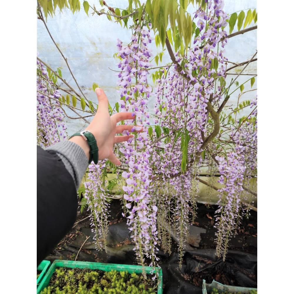 Wisteria Glicynia kwiecista "Macrobotrys" kwiat ponad 60 cm