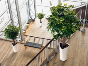 ASP biuro 300x225 - Rośliny oczyszczające powietrze