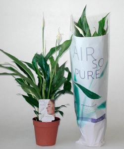 ASP roslina 250x300 - Rośliny oczyszczające powietrze