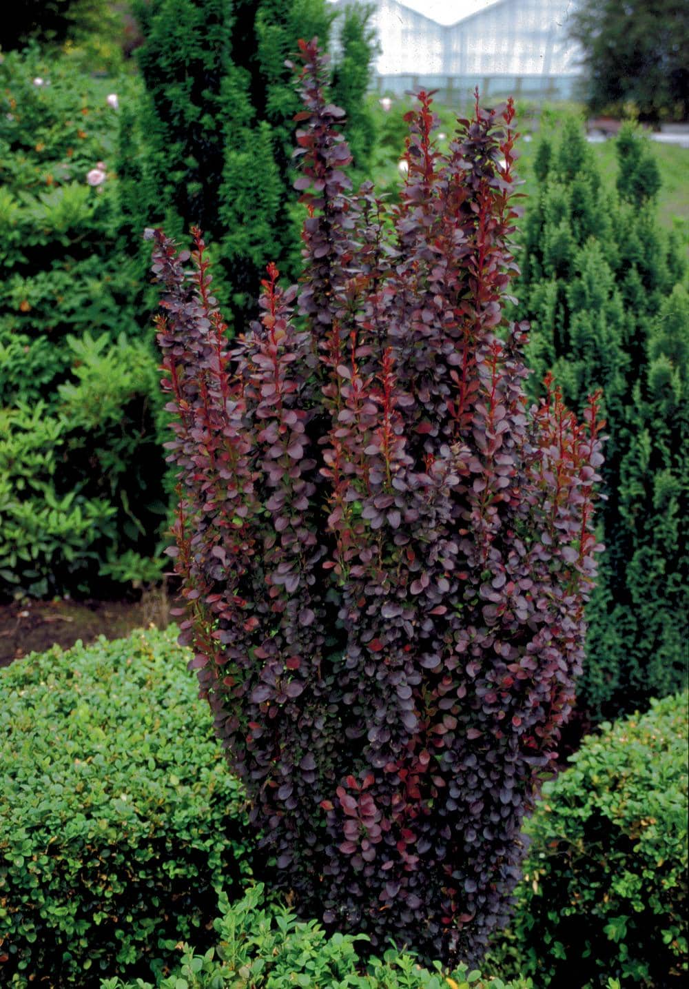 Berberis Helmond Pillar - Berberysy – idealne rośliny dla początkujących ogrodników.