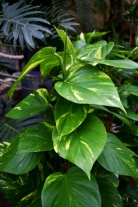 DSC 0133 200x300 - Rośliny Tropikalne