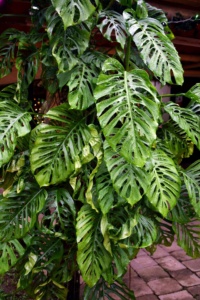 DSC 0941 200x300 - Rośliny Tropikalne