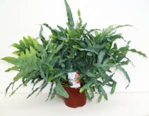 Phlebodium 300x233 - Rośliny oczyszczające powietrze