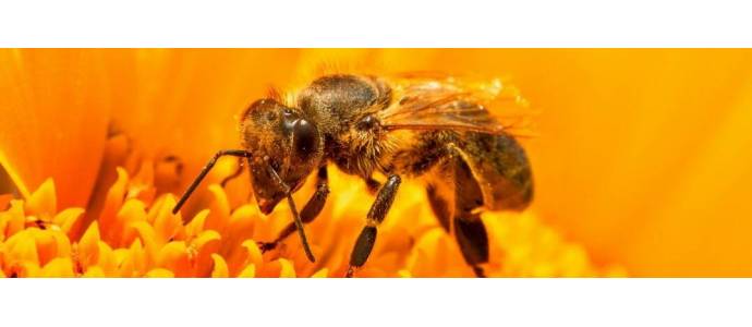 Jak chronić w ogrodzie pszczoły oraz inne owady zapylające?