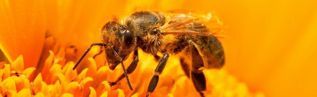 Jak chronić w ogrodzie pszczoły oraz inne owady zapylające?