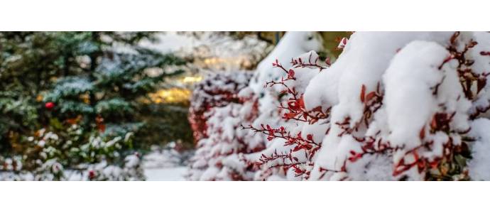 Jak dbać o krzewy ozdobne zimą?