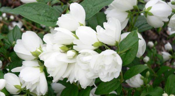 jasminowiec-symbol-pachnacego-ogrodu