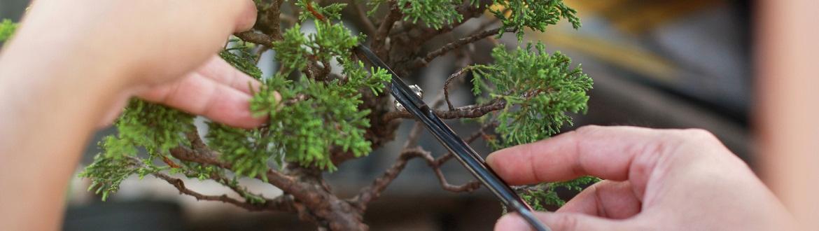 Sprzedaż drzewek bonsai Śląsk: Drzewko bonsai — pielęgnacja