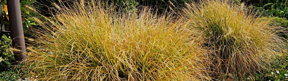Sprzedaż traw ozdobnych Śląsk: Jak dbać o trawy ozdobne