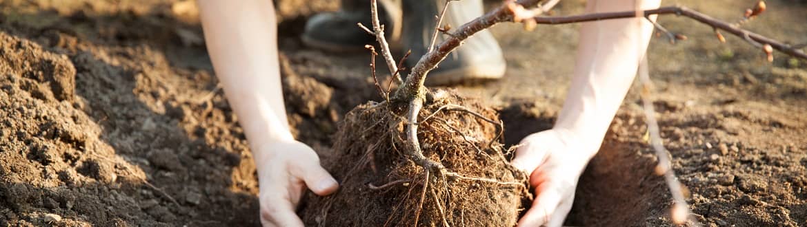Drzewka owocowe: podstawowe informacje o sadzeniu i pielęgnacji
