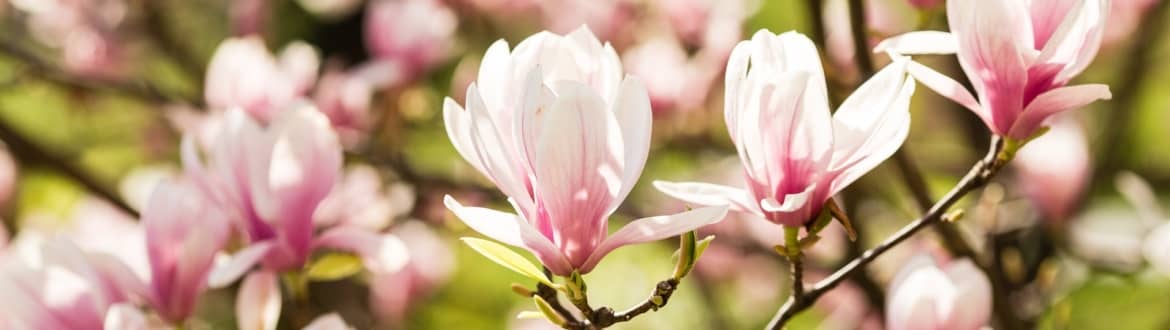 Magnolia jako najpiękniejsza ozdoba Twojego ogrodu