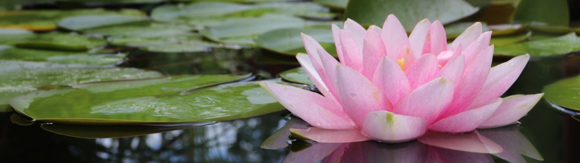 Dowiedz się, jak prawidłowo sadzić i pielęgnować lilie wodne