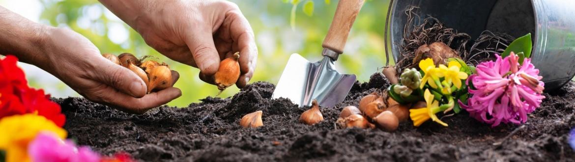 Poznaj podstawowe różnice pomiędzy cebulkami i nasionami