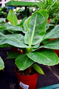 banan 200x300 - Rośliny Tropikalne