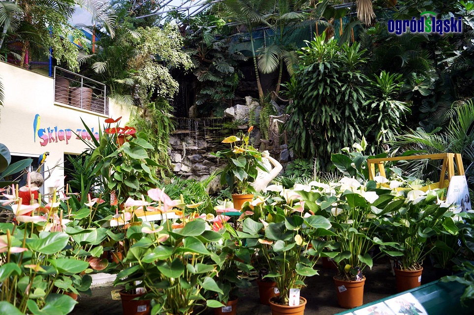 Ogród tropikalny